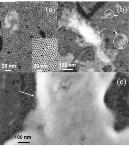 Figure 3: FEGSEM images of Cu deposits obtained by electrodeposition at a potential of -581mV  vs