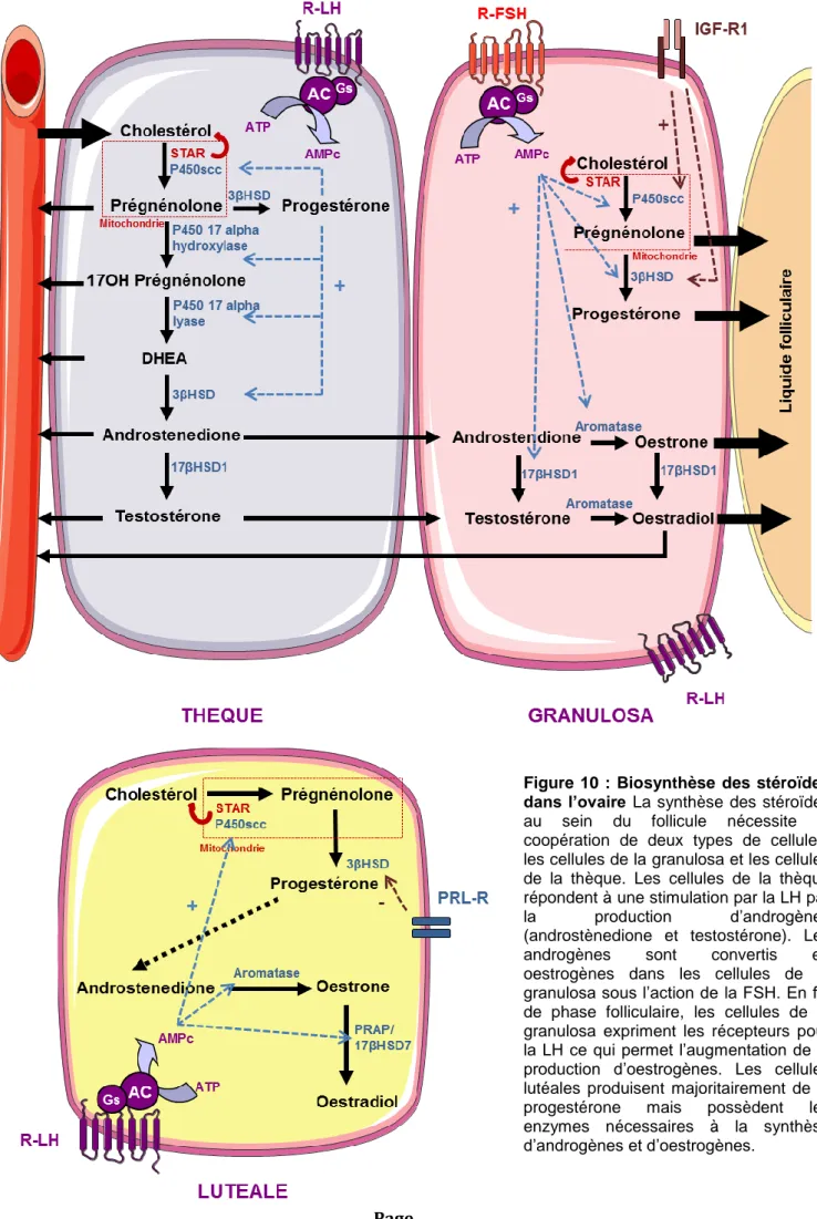 Figure  10  :  Biosynthèse  des  stéroïdes  dans l’ovaire La  synthèse  des  stéroïdes  au  sein  du  follicule  nécessite  la  coopération  de  deux  types  de  cellules: 