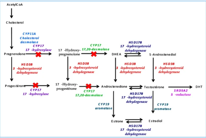 Figure 6 : Voie de biosynthèse des androgènes et cible de l’acétate d’abiraterone 
