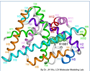 Figure 9 : Structure 3D de la poche de liaison du ligand du récepteur des androgènes (d’après Gao et al 78  )