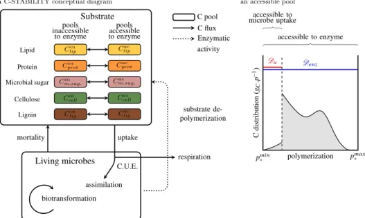 Fig. 1 C-STABILITY model framework. a Conceptual diagram presenting interactions and exchanges between living microbes and organic substrate.