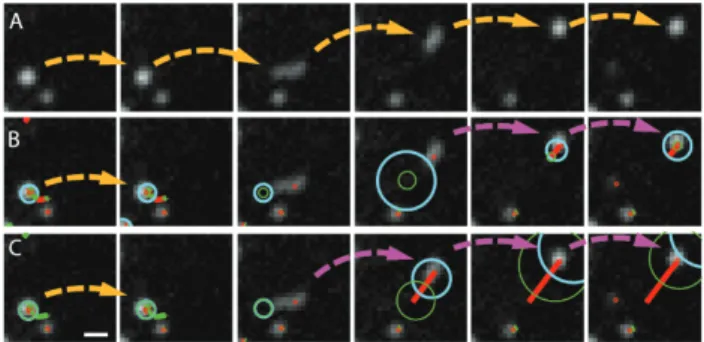 Fig. 1  Challenges in tracking particles undergoing rapid motion type switches. 