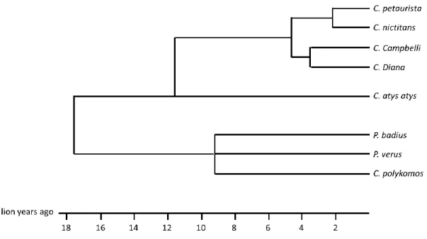 Figure 3: Estimated dates of divergence between the eight monkey species of the Taï forest (McGraw,  1998, p
