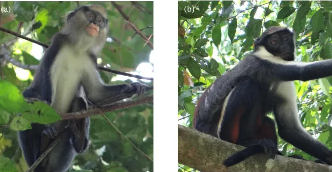 Figure 4: Pictures of wild (a) Campbell’s and (b) Diana monkey of the Taï National Park, Ivory Coast