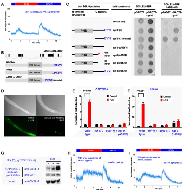 Figure 6. CYSL-1 Interaction with EGL-9 Mediates H 2 S Signaling to HIF-1 and Behavioral Plasticity (A) The gain-of-function mutation egl-9(n5535) fully suppresses the O2-ON defect of rhy-1(n5500) mutants.