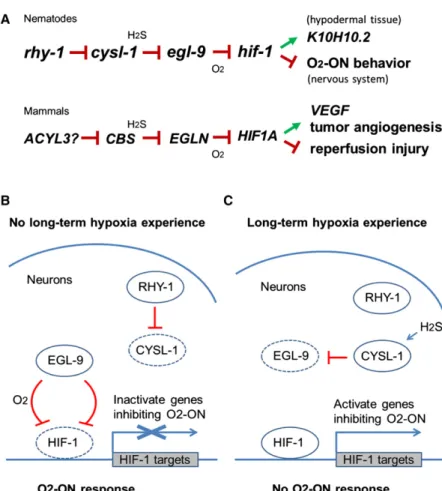 Figure 7. Models for Behavioral Plasticity Medi- Medi-ated by the RHY-1/CYSL-1/EGL-9/HIF-1 Pathway (A) The genetic pathway in which rhy-1, cysl-1, and egl-9 act in a negative-regulatory cascade to control the activity of HIF-1, which functions in neurons t