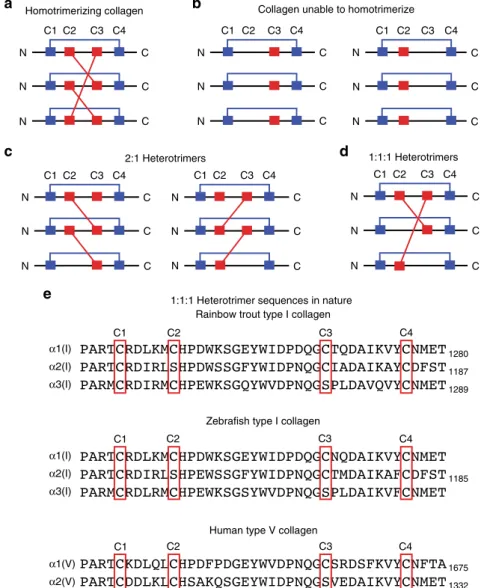 Fig. 6 A priori prediction of collagen trimerization propensities based on the C2/C3 pattern (C1 through C4 shown)