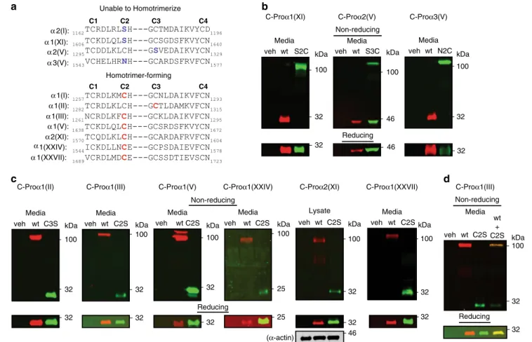 Fig. 7 The cysteine-based code for collagen C-Pro assembly is generalizable across the ﬁ brillar collagens