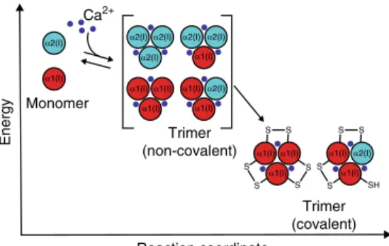 Fig. 8 Model reaction coordinate diagram for collagen C-Pro assembly. In the presence of Ca 2+ , collagen C-Pro domains can all transiently trimerize (presumably via initial dimerization; not illustrated here), with the trimers in a dynamic equilibrium wit
