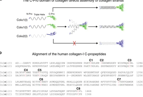 Fig. 1 C-Pro domain-mediated assembly of collagen type-I. a Schematic representation of collagen-I assembly
