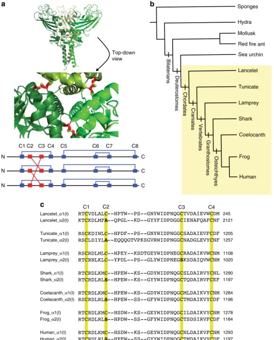 Fig. 2 Phylogenetic analysis of the cysteine network of the C-Pro domain of collagen-I
