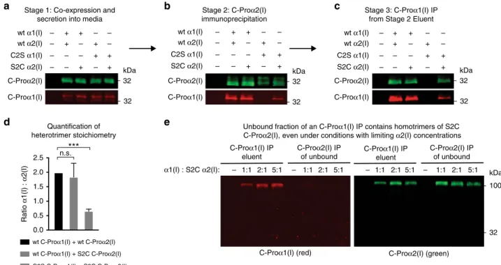 Fig. 5 Co-expression analysis of heterotrimeric assembly products. This ﬁ gure is supplemented with arrows from a to b and from b to c to indicate that the samples generated from each stage were then used in the subsequent analysis