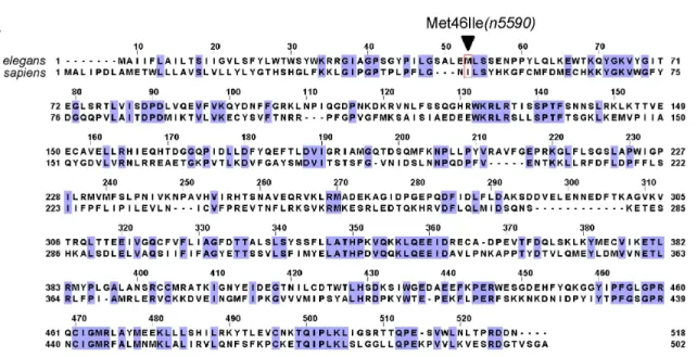 fig. S4. Similarity between C. elegans CYP-13A12 and human CYP3A4 proteins 