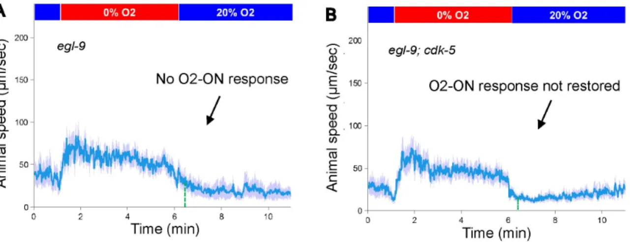 fig. S11. EGL-9 and CYPs regulate the O2-ON response independently of CDK-5. 