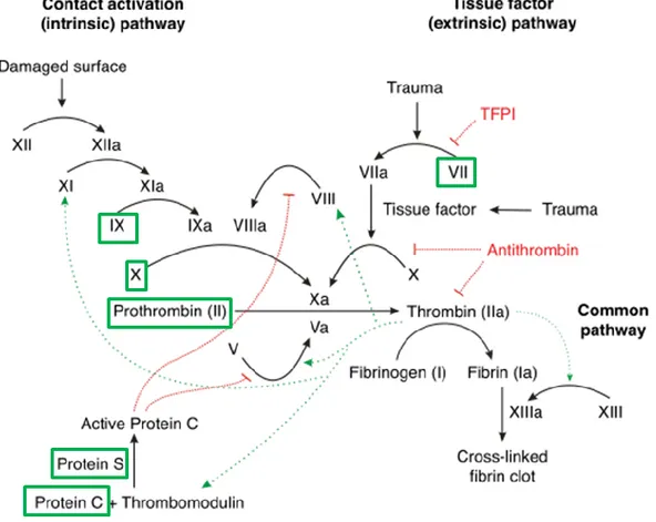 Figure 1.3. Réaction de γ-carboxylation.  La γ-glutamyl-carboxylase fixe un groupement carboxyle au niveau  de  l'atome  de  carbone  γ  des  résidus  d'acide  glutamique  (Glu),  les  convertissant  en  résidus  d'acide   γ-carboxy-glutamiques (Gla)