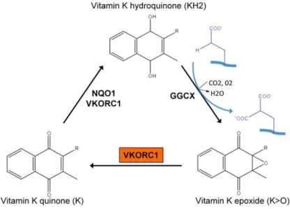 Figure  1.7.  Cycle  de  la  vitamine  K  [16].  La  vitamine  K  est  ingérée  sous  forme  quinone  puis  réduite  en  hydroquinone,  cofacteur  de  la  GGCX