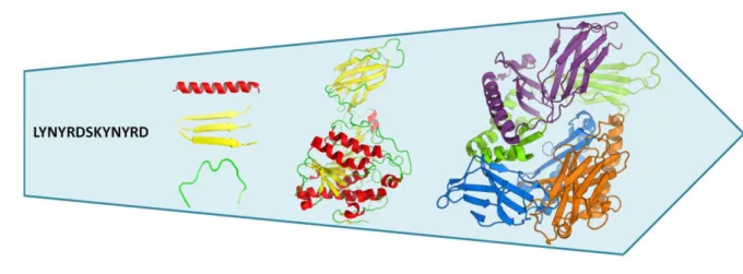 Figure 1.18. Relation entre les différents niveaux d'organisation structurale des protéines