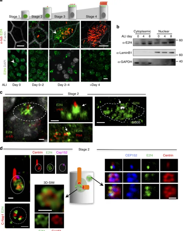 Figure 1 | E2f4 undergoes nucleocytoplasmic translocation to form apical aggregates with centriole biogenesis components during multiciliogenesis.