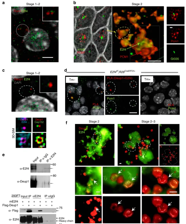 Figure 2 | Deuterosomes assemble in cytoplasmic E2f4-Pcm1 granules. (a) E2f4-Pcm1 IF confocal image, stage1-2 transition during E2f4