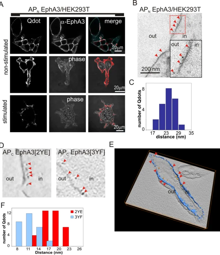 Figure 6. EM of Qdot labelled EphA3 reveals the molecular span to the plasma membrane