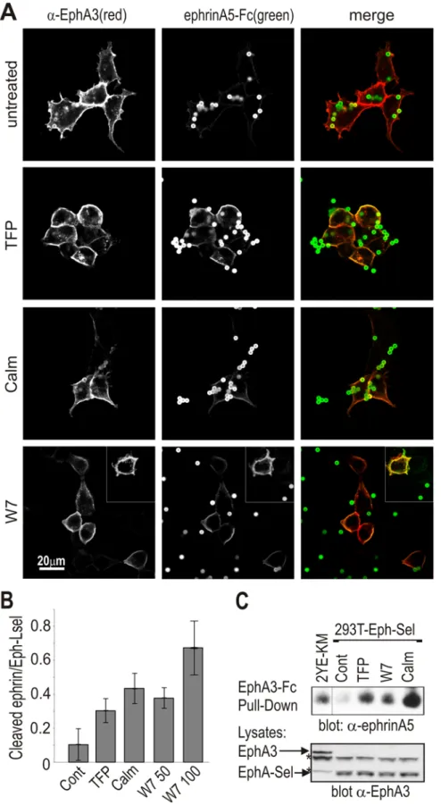 Figure 4. CaM-binding to chimeric EphA3/L-selectin regulates ephrin cleavage. (A) Confocal analysis of ephrin release: EphA3/L-selectin transfected HEK293T cells were pre-treated with CaM inhibitors trifluoperazine dimaleate (TFP, 15 mM), Calm (2 mM), W7  