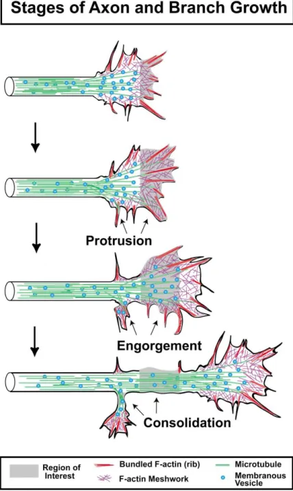 Figure 2. Stages of Axon and Branch Growth Three stages of axon outgrowth have been termed protrusion, engorgement, and  con-solidation (Goldberg and Burmeister, 1986).