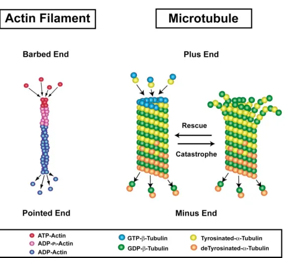 Figure 3. Actin Filaments and Microtubules Are Polarized Polymers