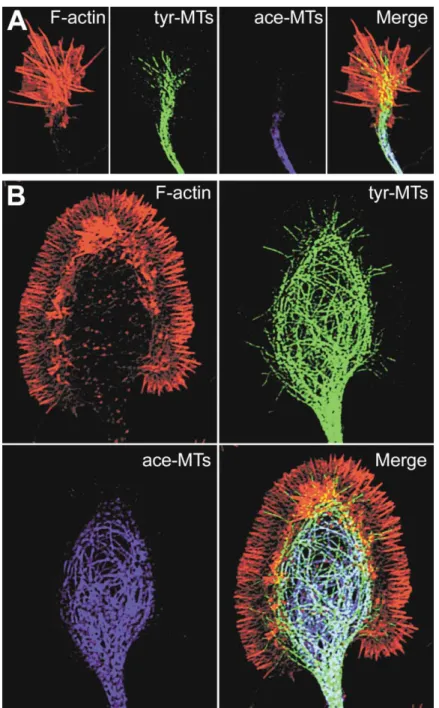 Figure 4. Distribution of Actin Filaments and Microtubules in Growth Cones