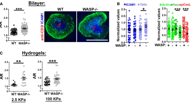 Figure 6. WASP / T cells are predisposed to symmetry breaking regardless of the substrate stiffness.