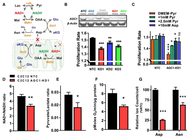 Figure 1. AGC1 Knockdown Decreases Cytosolic Aspartate Levels and Increases Dependence on  Exogenous Electron Acceptors