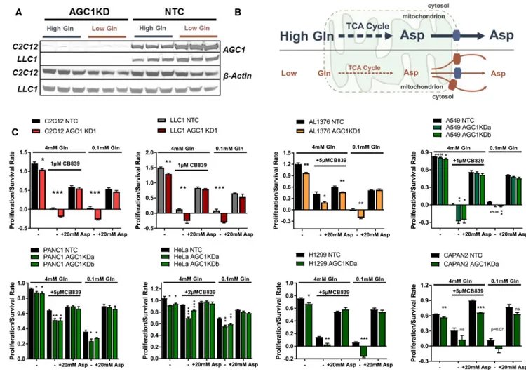 Figure 4. Cytosolic Aspartate Delivery Improves Proliferation/Survival Following Glutamine  Limitation