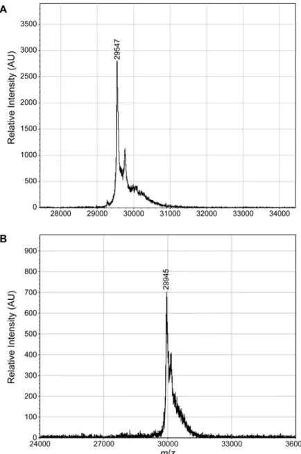 Figure S5. MALDI–TOF mass spectra of purified super-charged GFP and nlsGFP. (A) Super- Super-charged GFP