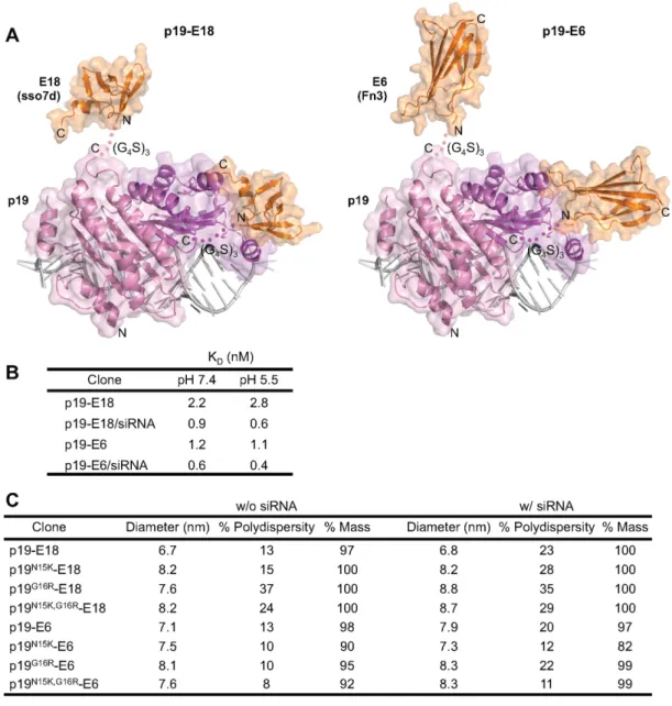 Figure 2. Characterization of EGFR-targeted p19 clones. (A) Model structures of the targeted p19 constructs used in this study