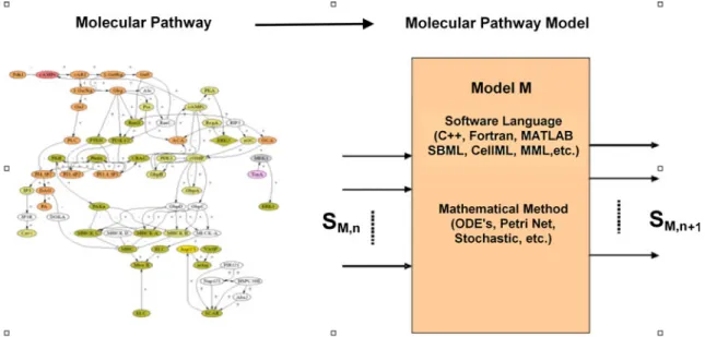 FIGURE 1. A molecular pathway, represented diagrammatically on the left, can be converted to a molecular pathway model, M, on the right, which receives inputs, S M,n and evaluates outputs, S M,n+1 using various mathematical approaches (e.g
