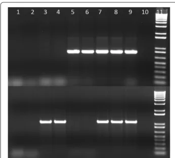 Fig. 2  Phylogenetic group determination of E. coli isolates from macaques. Lane 1, group D macaque E