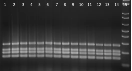 Fig 4. Phylogenetic group determination of E. coli. Lane 1 to lane 13, 13 E. coli isolates from mice samples; line 14, NC101 (positive control); line 15, 1 Kb plus molecular marker