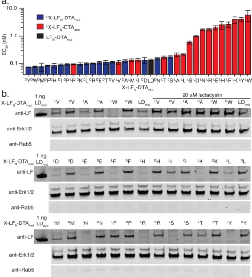 Figure 2. One N-terminal D -amino acid on LF N -DTA enhances protein stability. (a) Translocation X-LF N -DTA constructs was analyzed by protein synthesis inhibition assay in CHO-K1 cells after 6 h (n = 3)