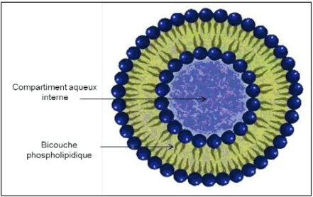 Figure 3. Structure d’un liposome