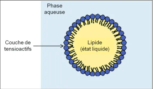 Figure 4. Structure d’une nano-émulsion
