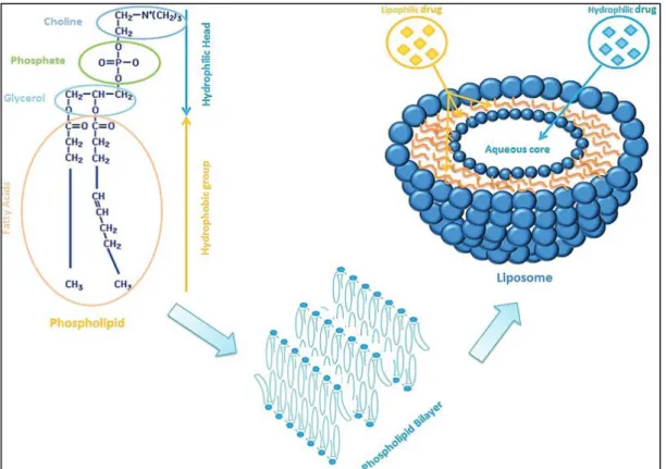 Fig. 1. Schematic drawing of liposomes structure and lipophilic or hydrophilic drug  entrapment models.