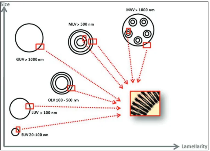 Fig. 2. Liposomes classification based on size and lamellarity.