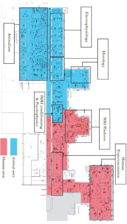 Figure 3. Architectural layout of the base floor of the CerCo research institute. It is divided into separate human  and animal experimentation areas with the MRI platform serving as an interface.