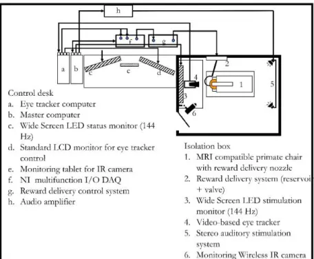 Figure  4.  Monkey  fMRI  draws  a  bridge  between  single-cell  studies  and  human  functional  imaging studies.