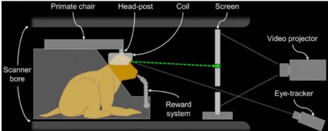 Figure 6. Schematic representation of the monkey fMRI set-up.