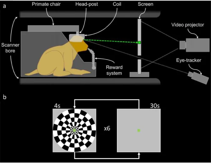 Figure  8. (a)  Schematic  representation  of  the  monkey  fMRI  set-up.  (b)  Illustration  of  the  stimuli  and  experimental design.