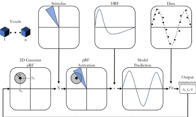 Figure 10. Population receptive field modelling. The population receptive field is represented as 2D Gaussian with  Cartesian coordinates and spread value