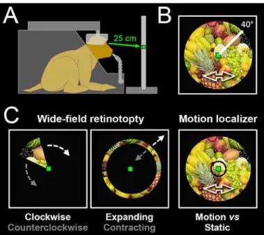 Figure  11.  Experimental  set-up  and  protocol. (A)  Schematic  drawing  of  a  head-restrained  macaque  in  an  MRI  compatible primate chair, fixating a central green dot located on a screen at a viewing distance of 25 cm