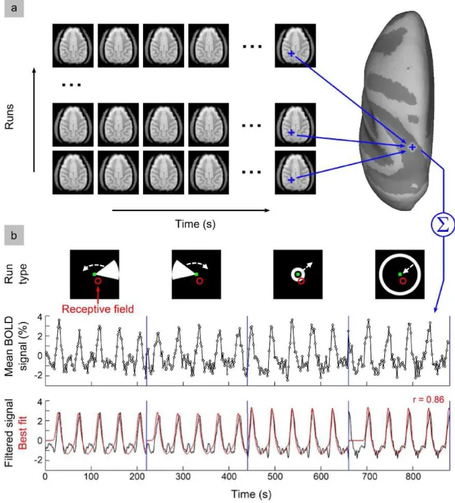 Figure 12. Illustration of retinotopic data processing. (A) After pre-processing, functional volumes were  projected onto the reconstructed cortical surfaces and averaged to produce mean BOLD time courses, after  conversion to percent signal change unit