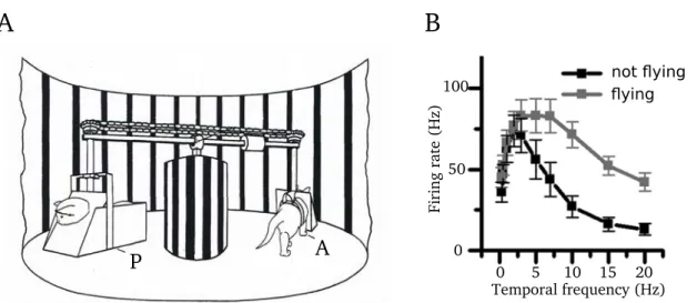 Fig. 1.1: Influence of the motor activity on the sensory system