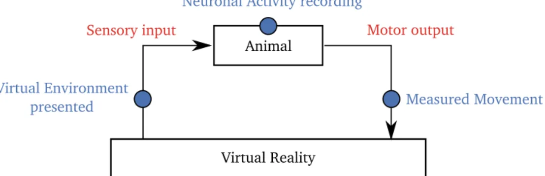 Fig. 1.2: Virtual Reality in neuroscience. Schematic view of a virtual reality be- be-havioral experiment